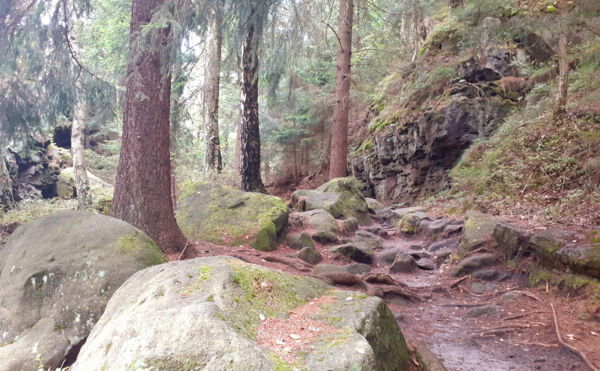 Wald im Zittauer Gebirge, Oberlausitz